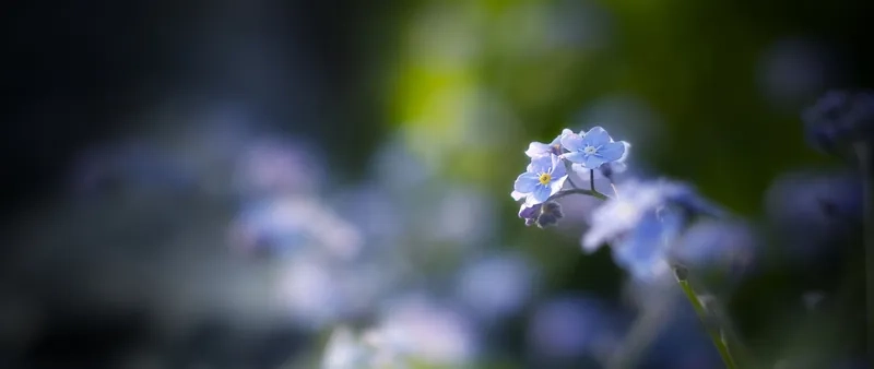 Sắc nét đến từng chi tiết với background hoa nền mờ 4k