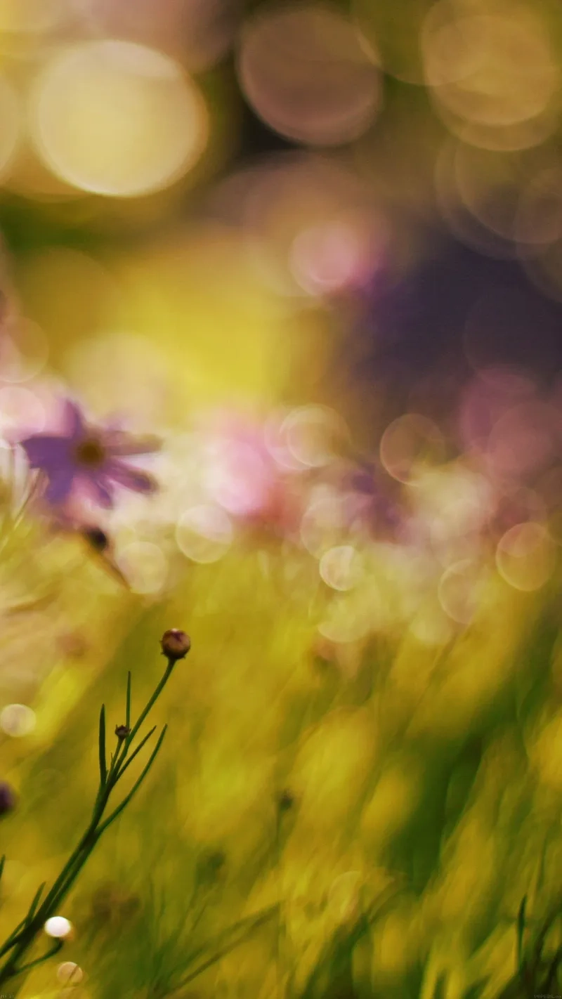 Ngọt ngào và lãng mạn với hoa nền mờ tone hồng