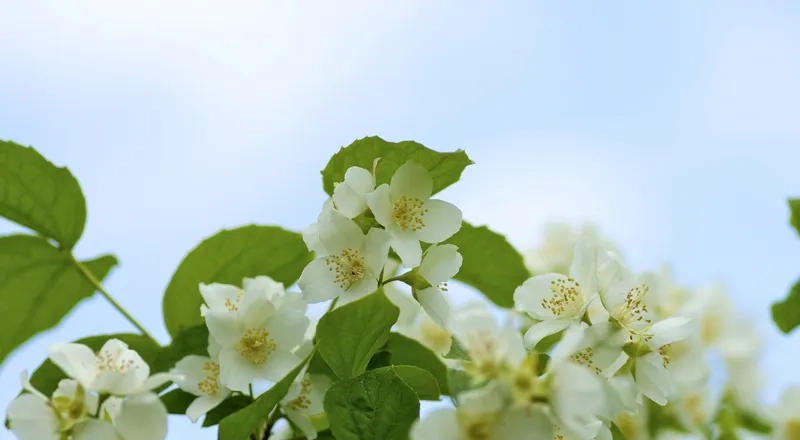 Background hoa nhài may mắn đem lại niềm vui mỗi ngày