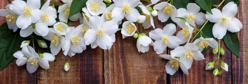 Background hoa nhài đen trắng tinh tế đầy nghệ thuật