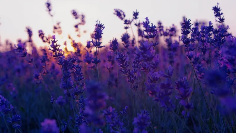 Background hoa oải hương 4K sắc nét đến từng cánh hoa khiến ai cũng say mê