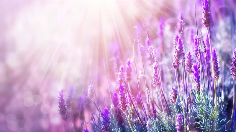 Background hoa oải hương minimal tinh tế phù hợp phong cách tối giản hiện đại