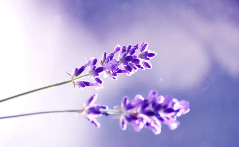 Background hoa oải hương trắng thanh khiết gợi vẻ đẹp tinh khôi và dịu nhẹ