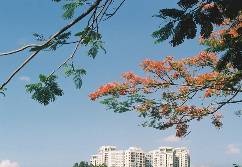 Tận hưởng mùa hè rực rỡ cùng background hoa phượng mùa hè