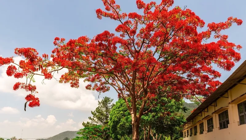 Sáng tạo thiết kế dễ dàng nhờ background hoa phượng vector