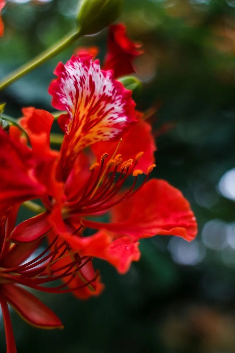 Hình ảnh sắc nét với background hoa phượng 4K