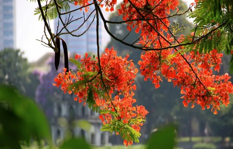 Dễ dàng in ấn và chỉnh sửa với background hoa phượng file CDR