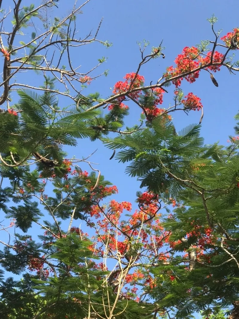 Nhanh tay sở hữu background hoa phượng tải miễn phí