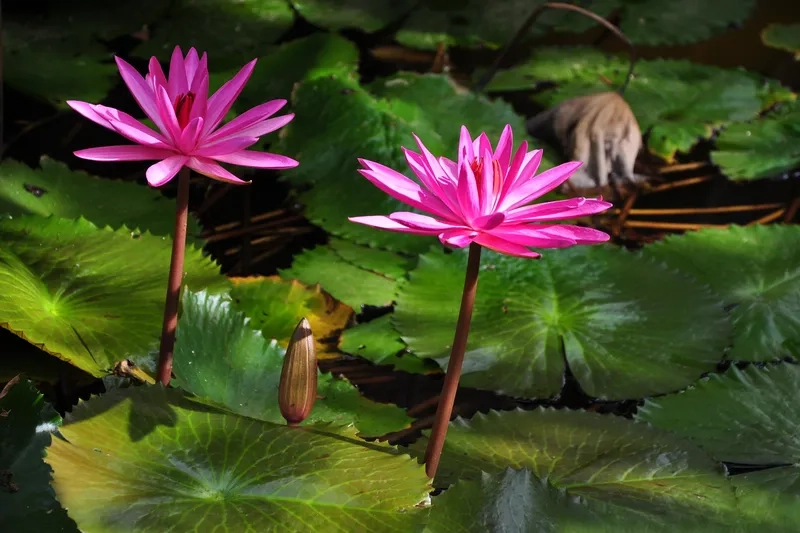 Hình nền hoa súng rực rỡ, tô điểm cho điện thoại của bạn