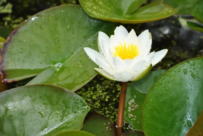 Background hoa súng trắng tinh khiết, dịu mắt và thanh thoát