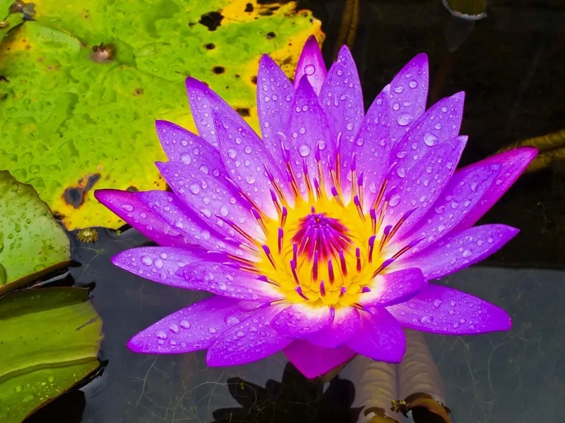 Background hoa súng full HD sống động, đẹp từng chi tiết