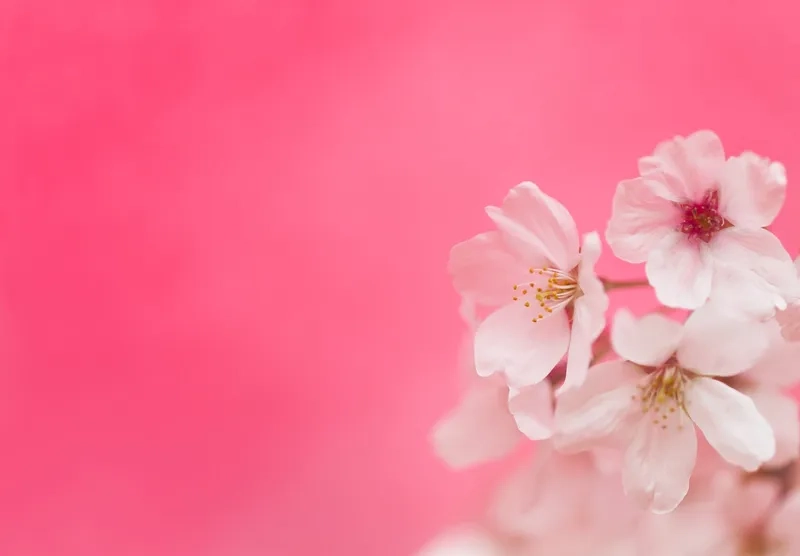 Đón năm mới chuyên nghiệp với background hoa Tết doanh nghiệp