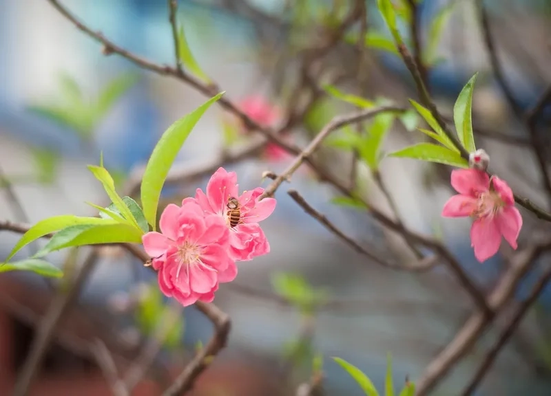 Làm bừng không gian với background hoa Tết trang trí sự kiện