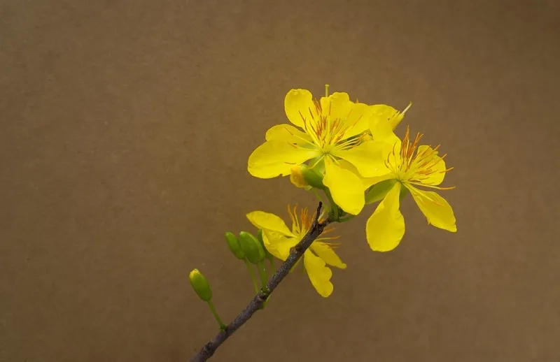 Phong cách mới mẻ cùng background hoa Tết hiện đại độc đáo