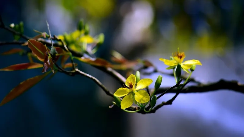 Giữ trọn hồn xuân Việt qua background hoa Tết truyền thống