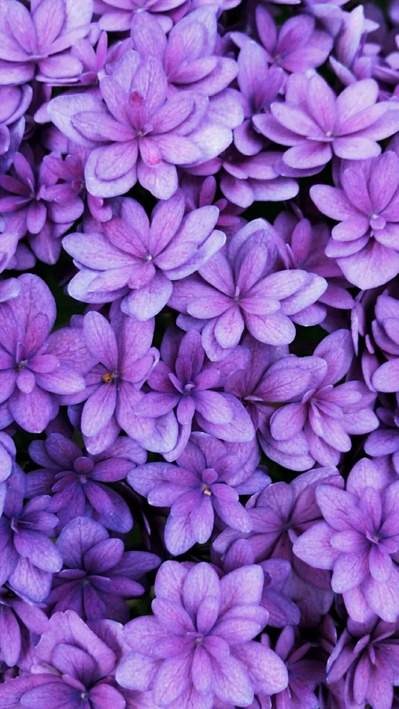 Background hoa tím thiên nhiên tươi mới, gần gũi