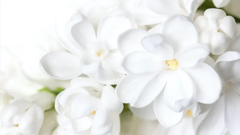 Trang trí hình ảnh với background hoa trắng họa tiết góc