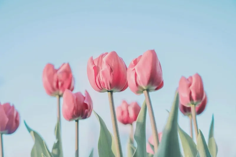 Background hoa tulip vintage gợi nhớ vẻ đẹp cổ điển và lãng mạn