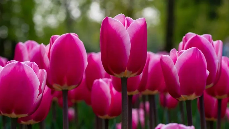 Background hoa tulip vector phù hợp cho mọi ý tưởng sáng tạo