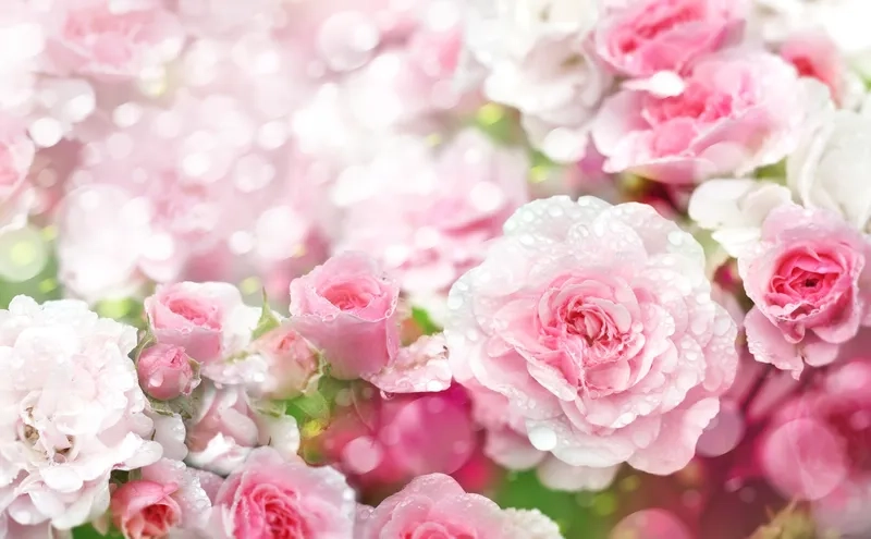 Ngọt ngào và lãng mạn cùng background hoa tươi tone hồng