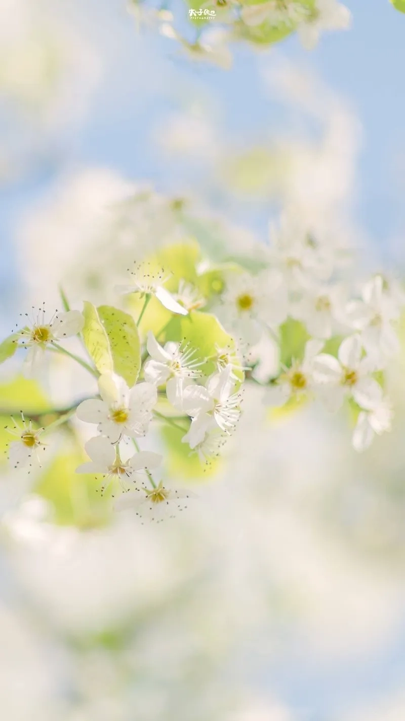 Đẹp lung linh mà vẫn tiết kiệm với background hoa tươi giá rẻ