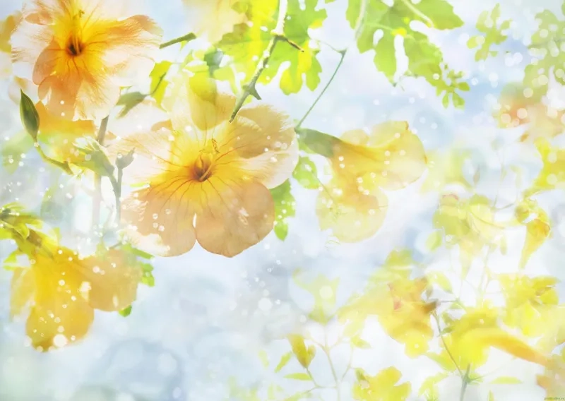 Tinh giản và thanh lịch với background hoa vàng minimal