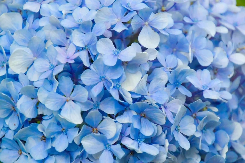 Template background hoa xanh cho mọi bài thuyết trình