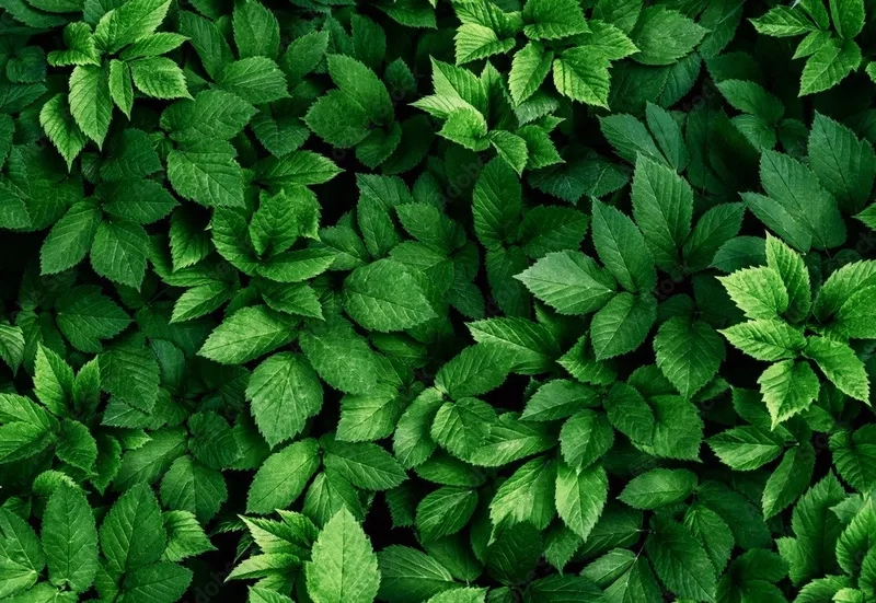 Phong cảnh thiên nhiên sống động với background lá cây phong cảnh