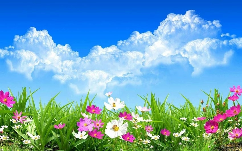 Background mùa hè miễn phí tải nhanh tiện lợi