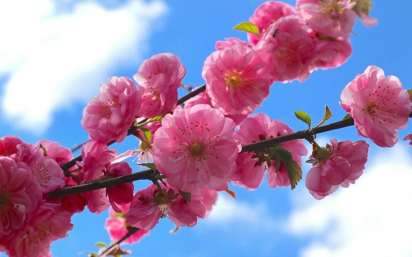 Background mùa xuân đẹp rực rỡ và trong trẻo