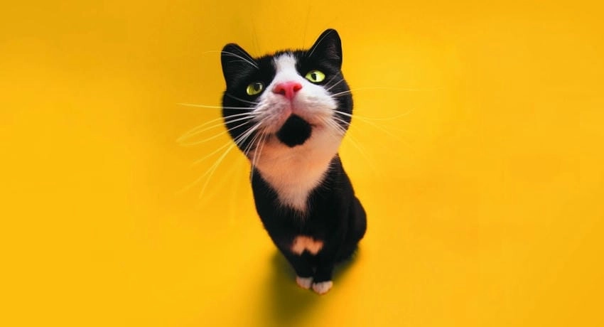 Background ngộ nghĩnh 4k rõ nét và sống động