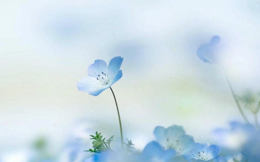 Background nhẹ nhàng 4k hiển thị rõ từng chi tiết