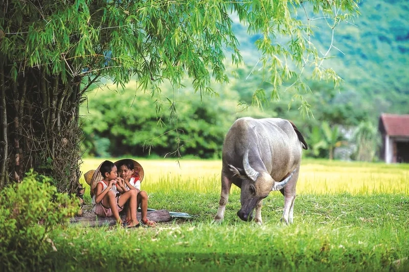 Gợi nhớ ký ức với background quê hương tuổi thơ