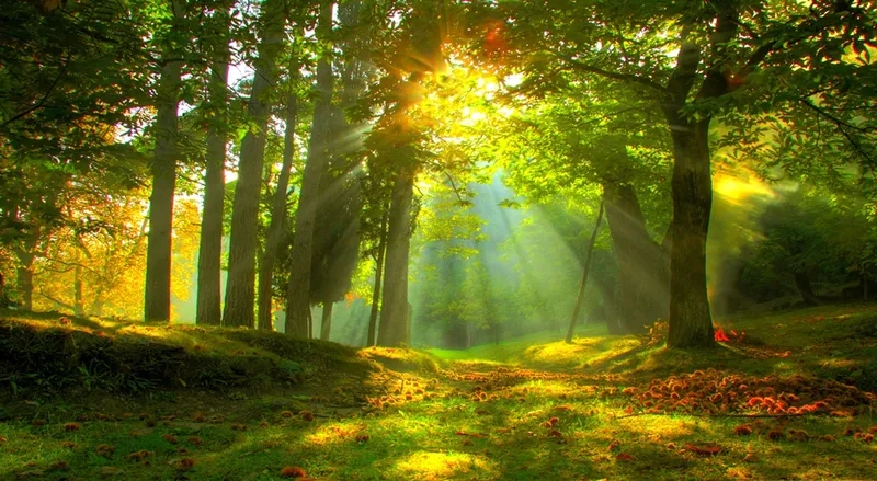 Background rừng cây banner nổi bật cho các chiến dịch online