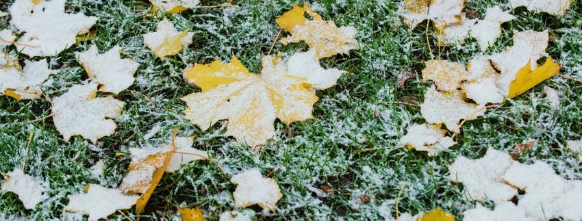 Background tuyết đa năng phù hợp nhiều mục đích