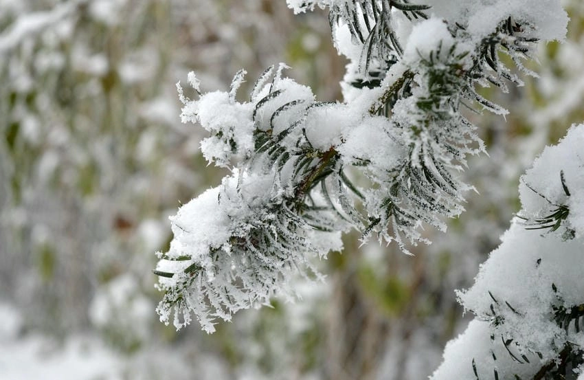 Background tuyết chuyên nghiệp cho mọi bài thuyết trình