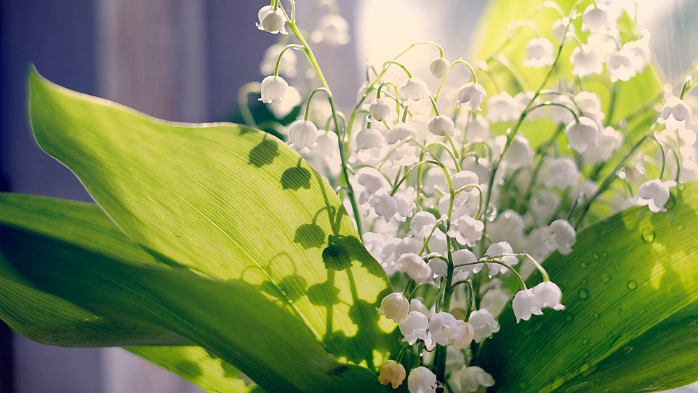 Hình nền hoa linh lan dịu dàng và thư thái