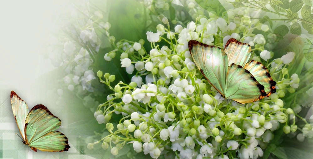 Background hoa linh lan mang cảm giác tinh tế thư giãn