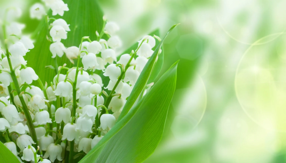 Hình nền hoa linh lan chill mang cảm giác an yên