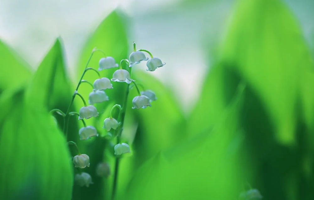 Background hoa linh lan nghệ thuật đầy chất thơ