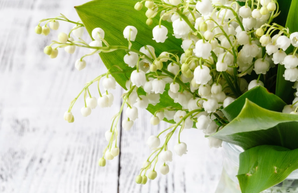 Hình nền hoa chuông biểu tượng của sự thuần khiết