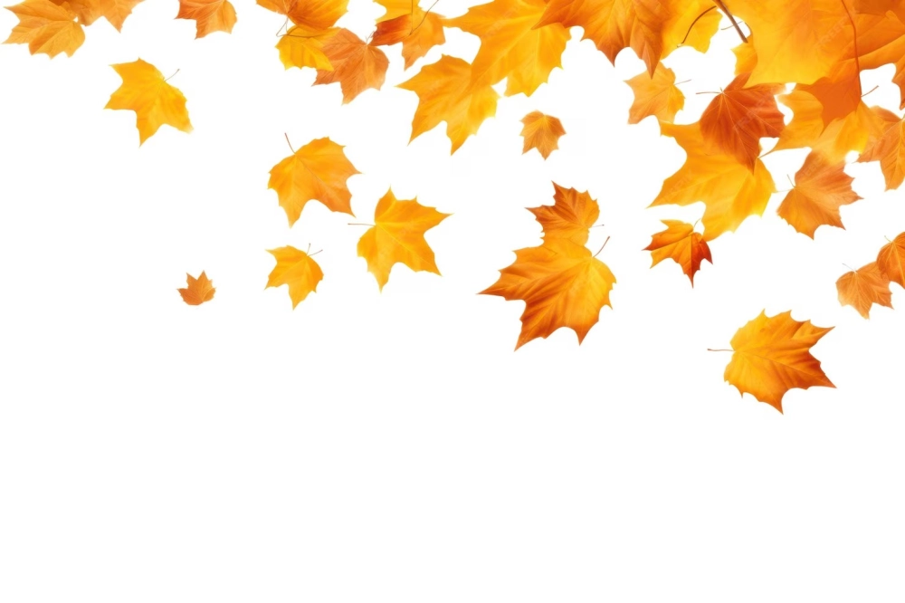 Background lá phong vector tối giản hiện đại