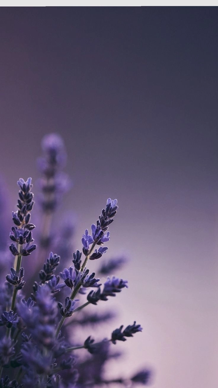 Sử dụng thiết kế với background digital lavender vector