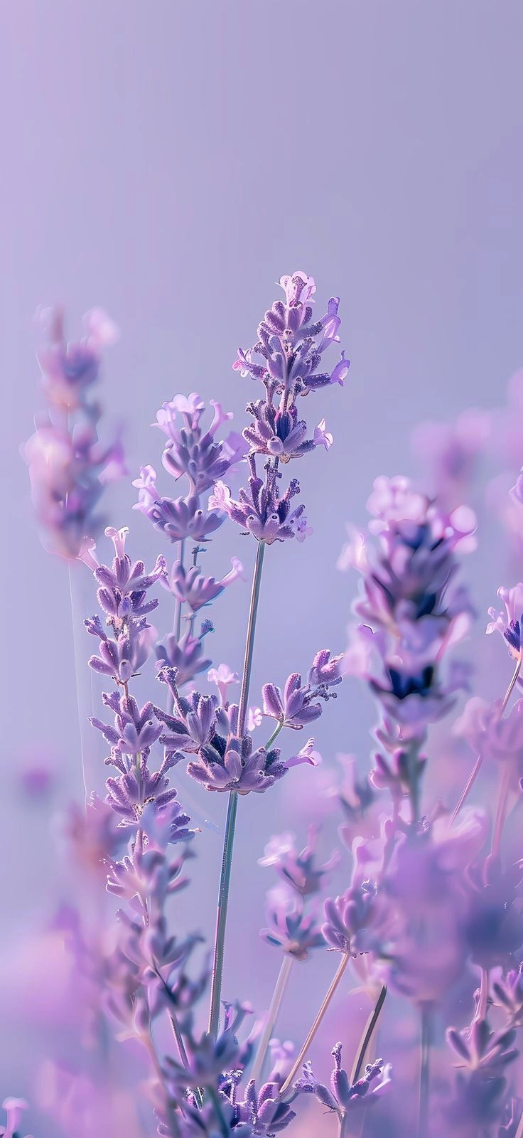 Hình ảnh sắc nét của background digital lavender hd