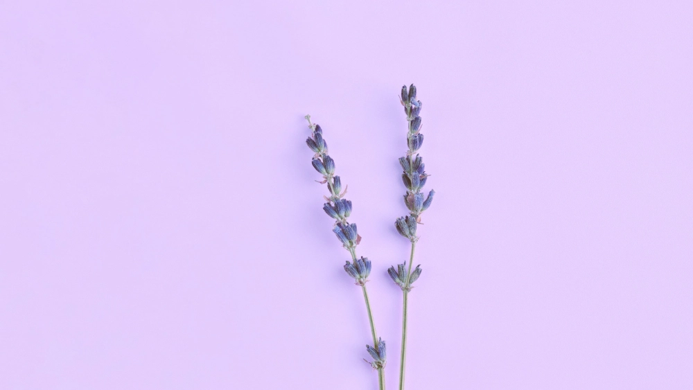 Nổi bật bài đăng với background digital lavender mạng xã hội