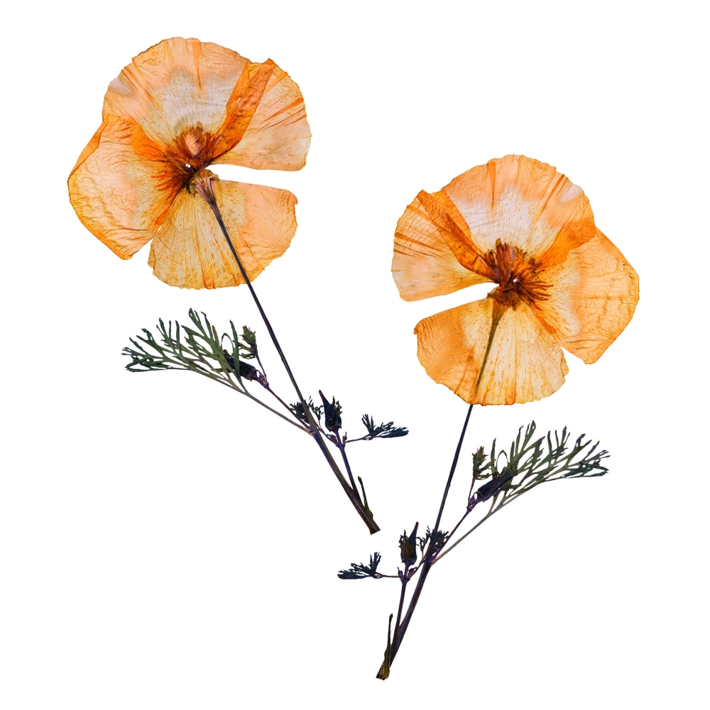 Đậm chất cổ điển trong các background hoa khô concept vintage